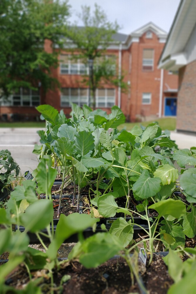 Walnut Street School Apartments Garden 