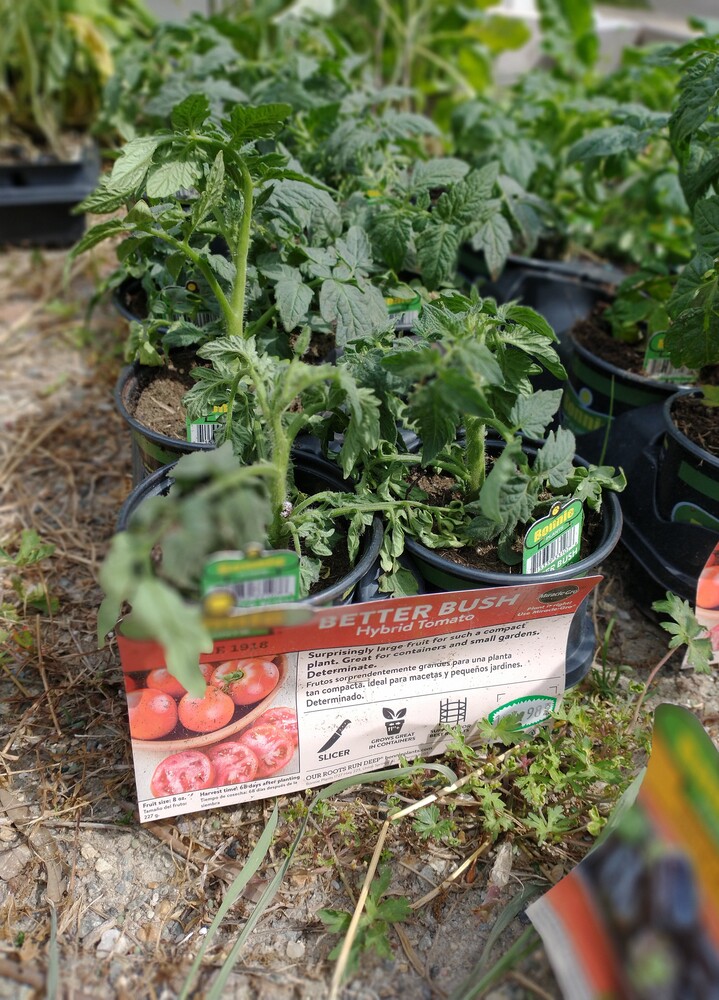 Walnut Street Gardens Tomatoes