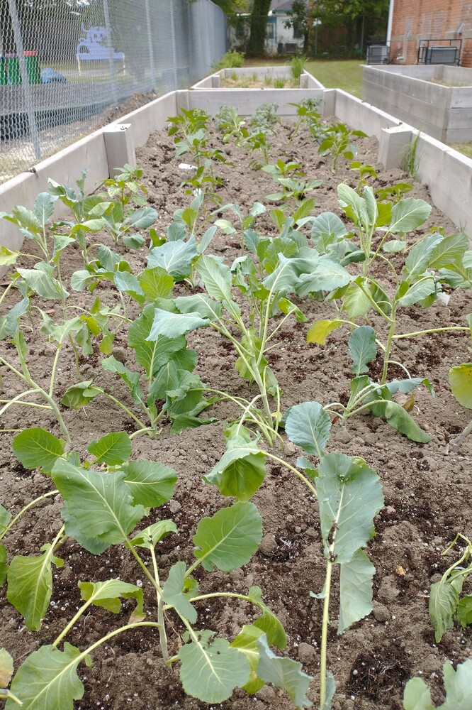 Walnut Street Garden boxes